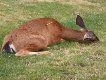 What to Do if You Find an Injured Animal in the Outdoors