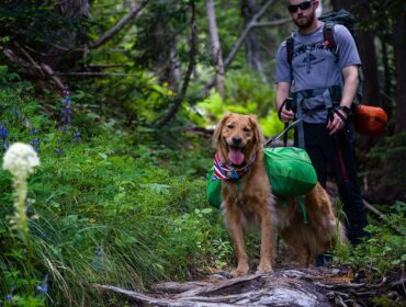 Campground Tips for Four Legged Friends